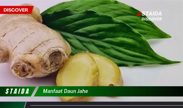 manfaat daun jahe