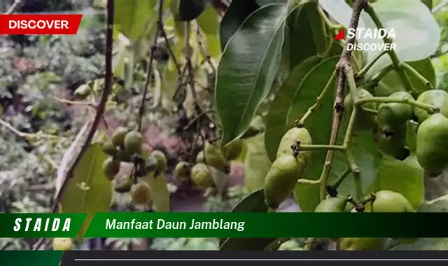 manfaat daun jamblang