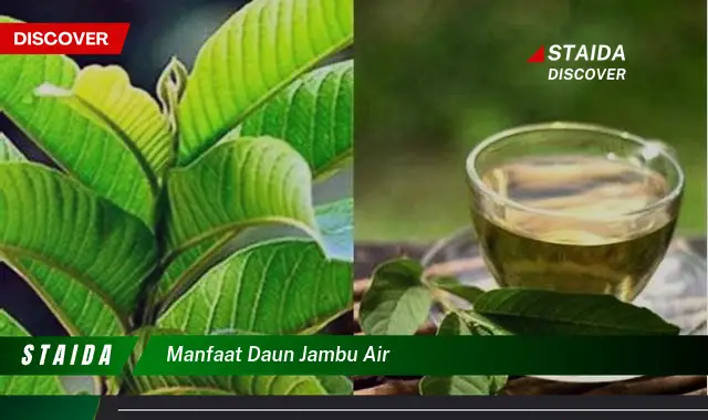 manfaat daun jambu air