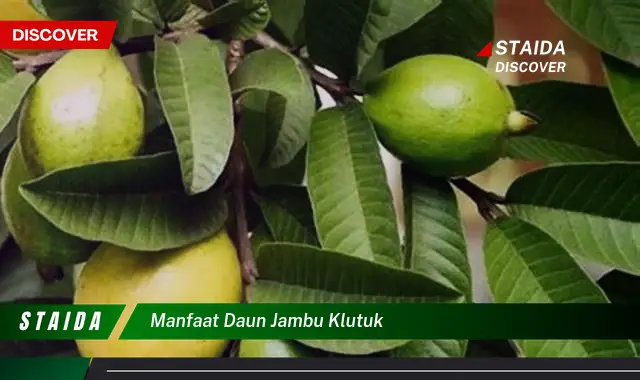 manfaat daun jambu klutuk