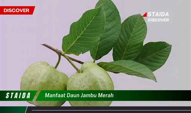 manfaat daun jambu merah