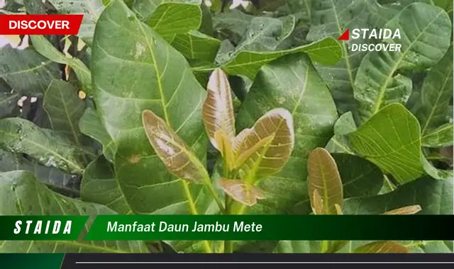 manfaat daun jambu mete