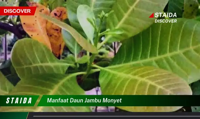 manfaat daun jambu monyet