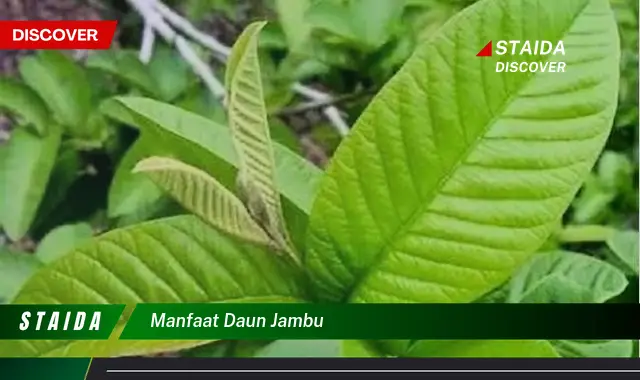 manfaat daun jambu