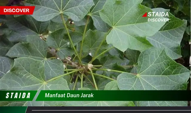 manfaat daun jarak