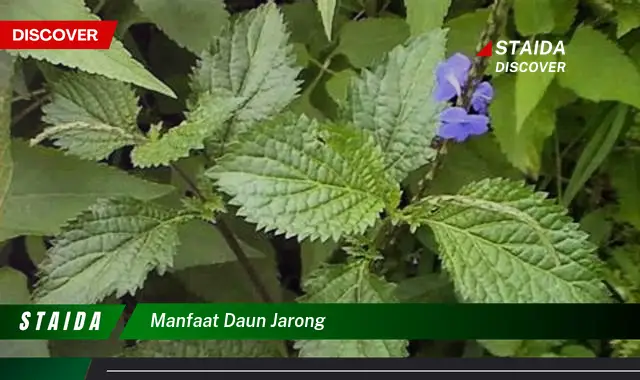 manfaat daun jarong