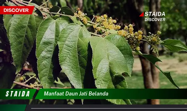 manfaat daun jati belanda