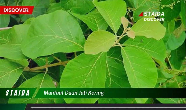 manfaat daun jati kering