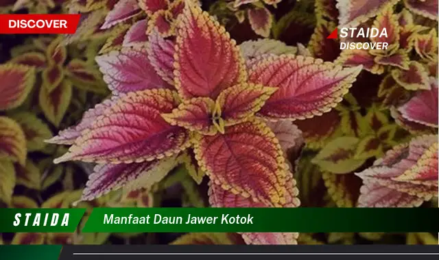 manfaat daun jawer kotok