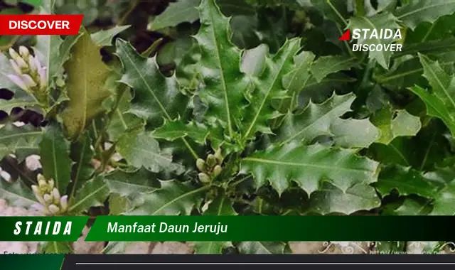 manfaat daun jeruju