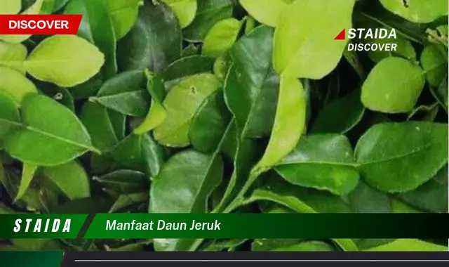 manfaat daun jeruk