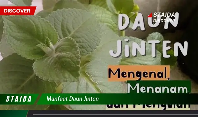 manfaat daun jinten