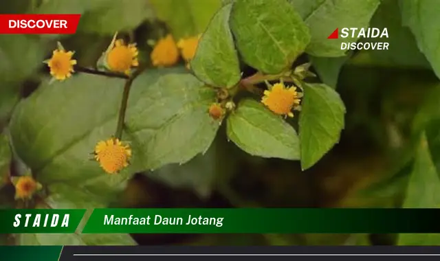 manfaat daun jotang