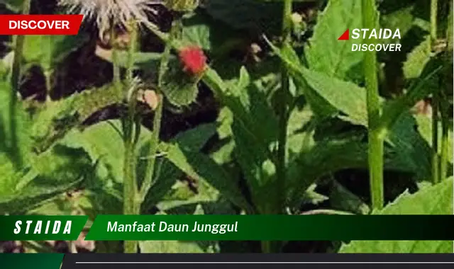 manfaat daun junggul