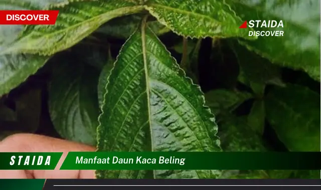 manfaat daun kaca beling