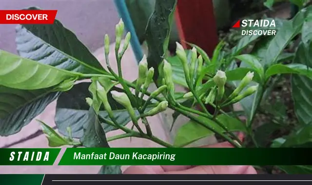 manfaat daun kacapiring