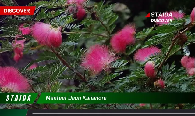 manfaat daun kaliandra