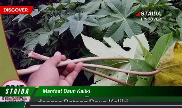 manfaat daun kaliki