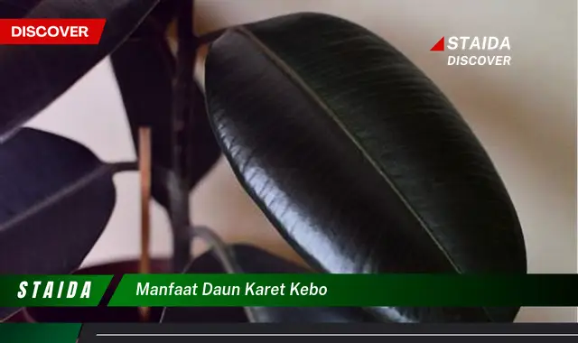 manfaat daun karet kebo