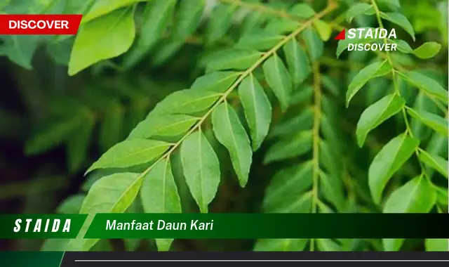 manfaat daun kari