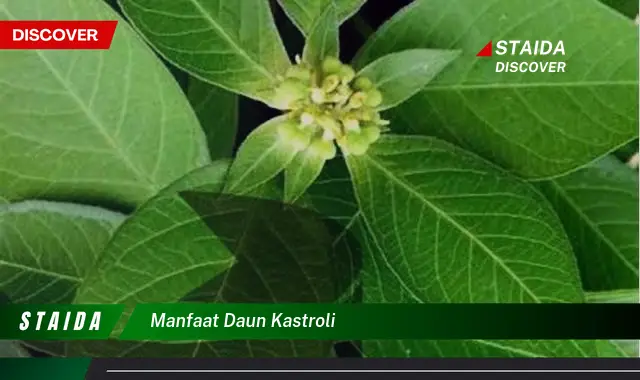 manfaat daun kastroli