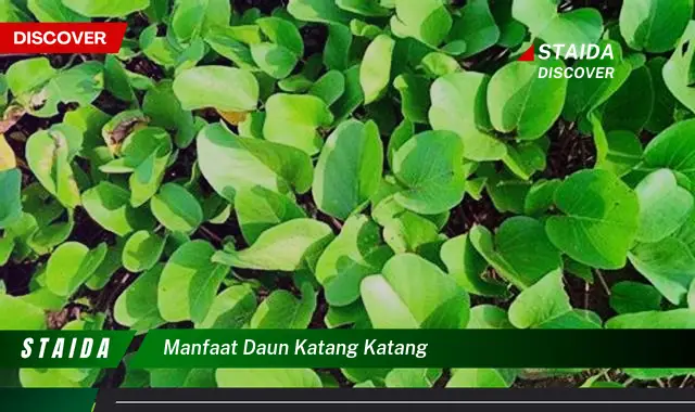 manfaat daun katang katang