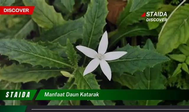 manfaat daun katarak