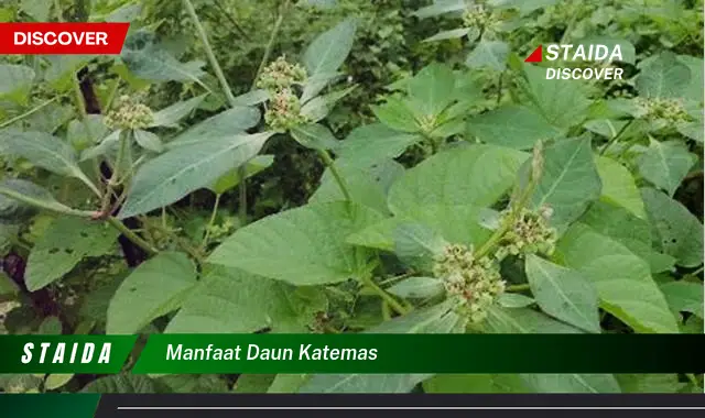 manfaat daun katemas