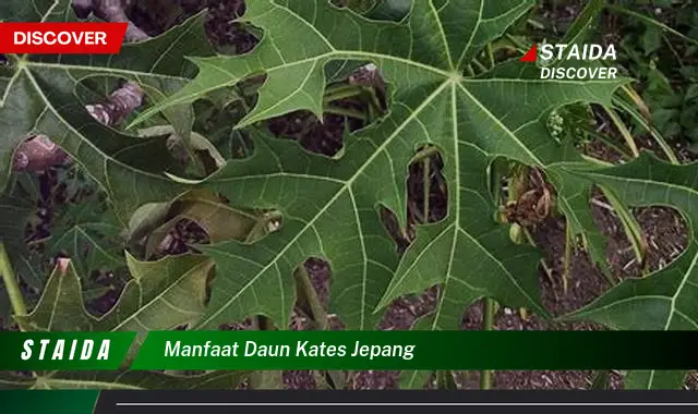 manfaat daun kates jepang