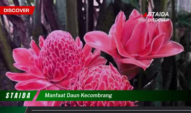 manfaat daun kecombrang