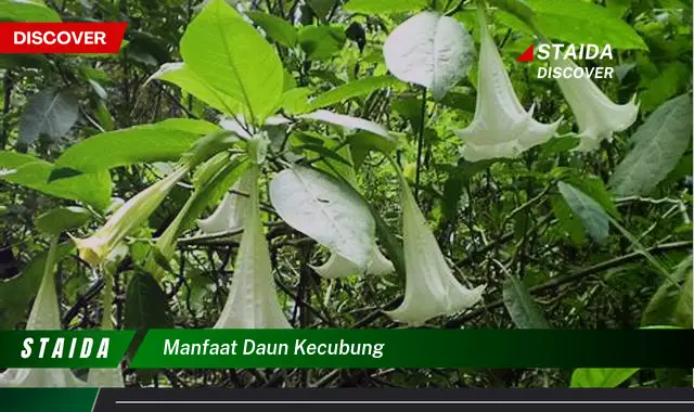 manfaat daun kecubung