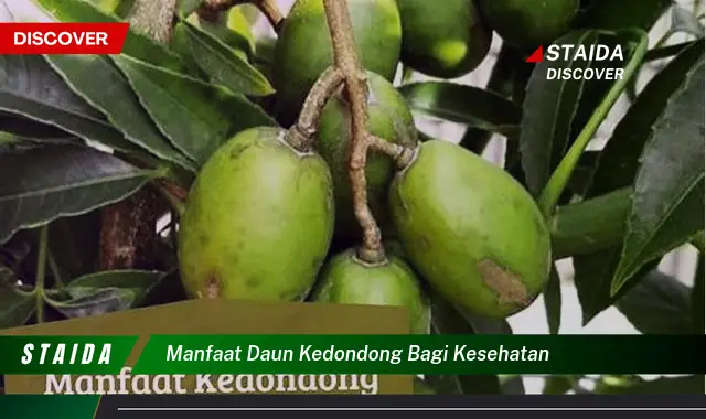 manfaat daun kedondong bagi kesehatan