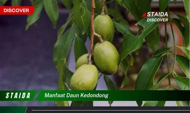 manfaat daun kedondong