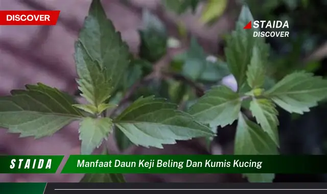 manfaat daun keji beling dan kumis kucing