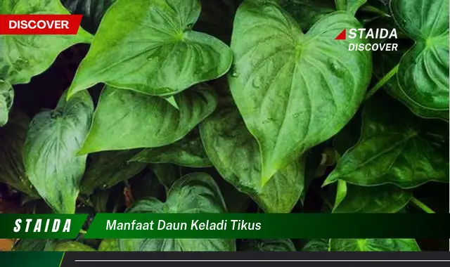 manfaat daun keladi tikus