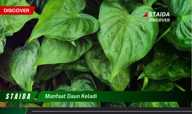 manfaat daun keladi