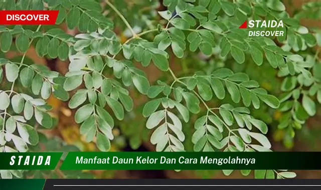 manfaat daun kelor dan cara mengolahnya