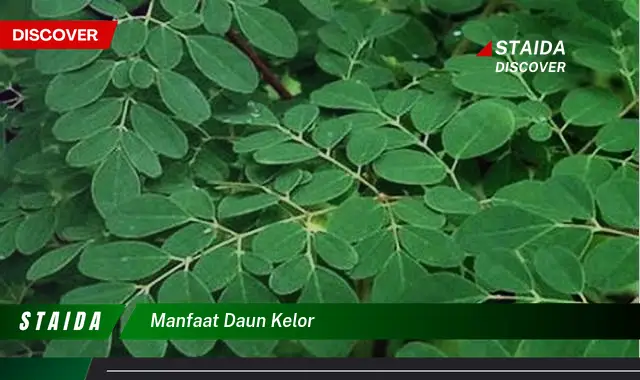 manfaat daun kelor