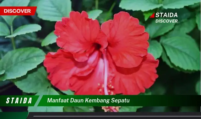 manfaat daun kembang sepatu