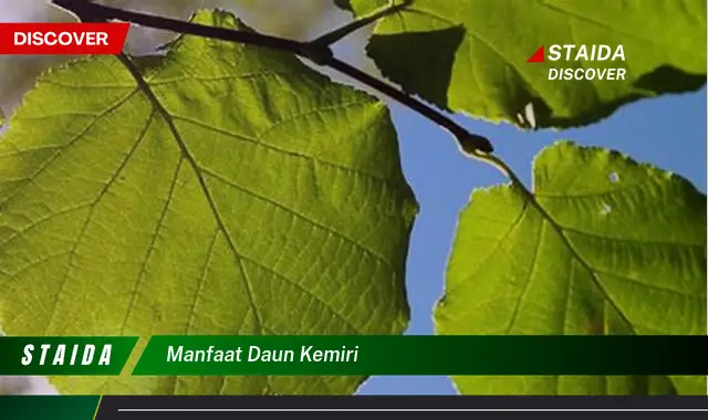 manfaat daun kemiri