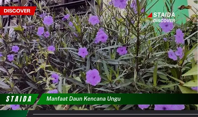 manfaat daun kencana ungu