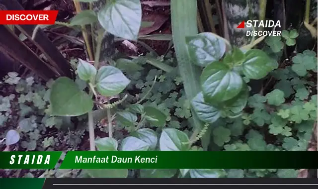 manfaat daun kenci