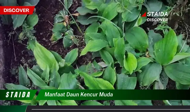 manfaat daun kencur muda