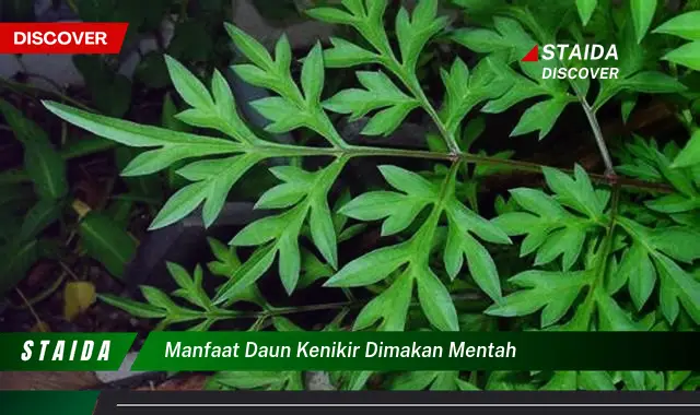 manfaat daun kenikir dimakan mentah