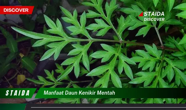 manfaat daun kenikir mentah