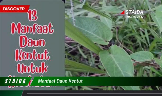 manfaat daun kentut