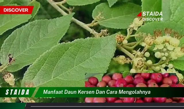 manfaat daun kersen dan cara mengolahnya