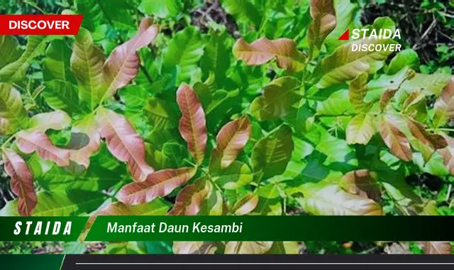 manfaat daun kesambi