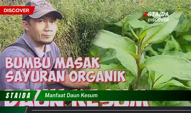 manfaat daun kesum