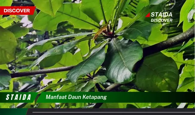 manfaat daun ketapang